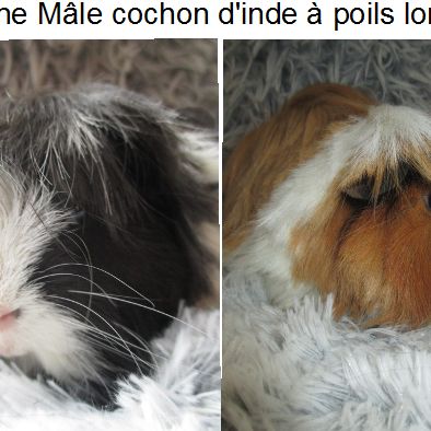 Jeune cochon d'inde à poils longs #6