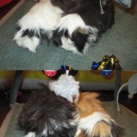 Jeune cochon d'inde à poils longs #1