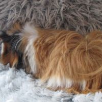 Jeune cochon d'inde à poils longs #3