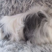 Jeune cochon d'inde à poils longs #4