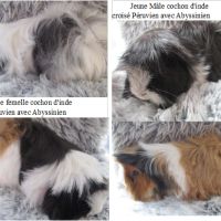 Jeune cochon d'inde à poils longs #5