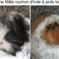 Jeune cochon d'inde à poils longs #6