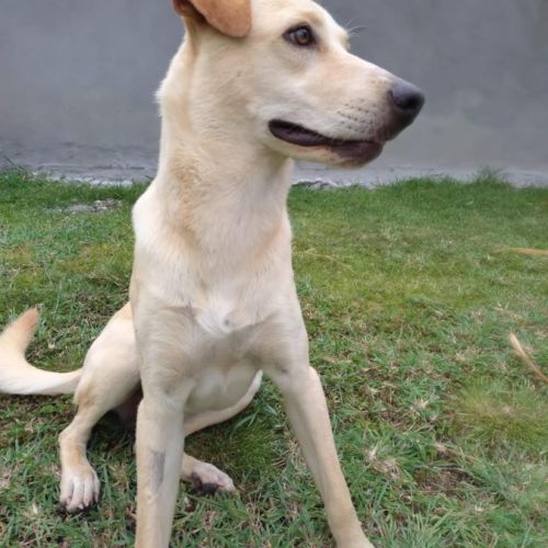 Budy le magnifique #6