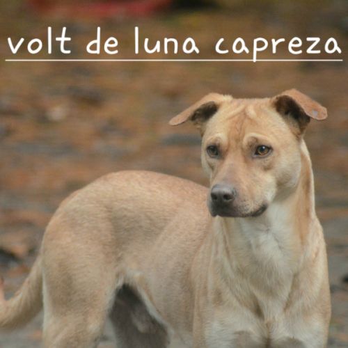 Volt chien du perou à fourrure #2