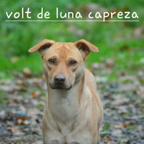 Volt chien du perou à fourrure #3