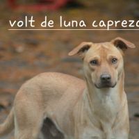 Volt chien du perou à fourrure