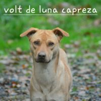 Volt chien du perou à fourrure #3