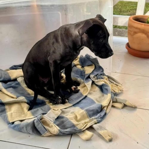 Enia la courageuse #1