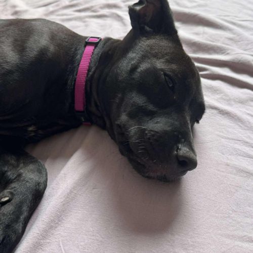 Enia la courageuse #4