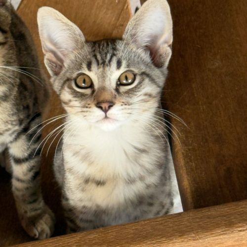 đ»âšsavannah & f5 & loof & sbt & prestigieuses orig #2