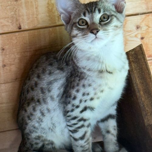 đ»âšsavannah & f5 & loof & sbt & prestigieuses orig #0