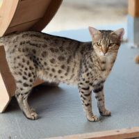 đ»âšsavannah & f5 & loof & sbt & prestigieuses orig #1