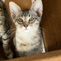 đ»âšsavannah & f5 & loof & sbt & prestigieuses orig #2