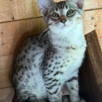 😻✨savannah & f5 & loof & sbt & prestigieuses orig