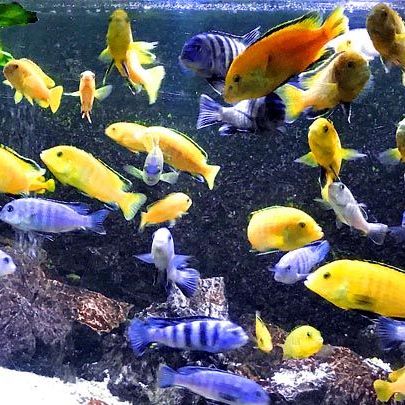 Pseudotropheus saulosi adulte #1