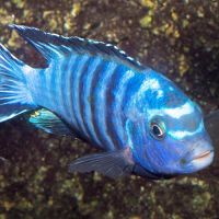 Pseudotropheus saulosi adulte #0