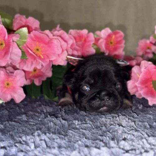 Chiots bouledogue francais #1