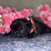 Chiots bouledogue francais #2