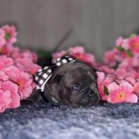 Chiots bouledogue francais