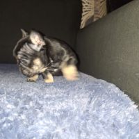 Chiots bouledogue francais