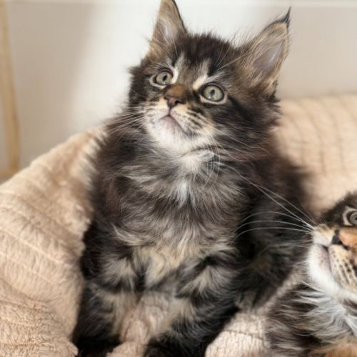 Chatons maine coon loof #1