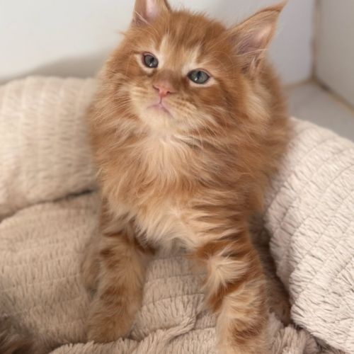 Chatons maine coon loof #0
