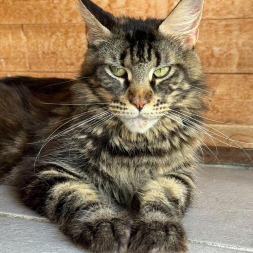 Chatons maine coon loof #3