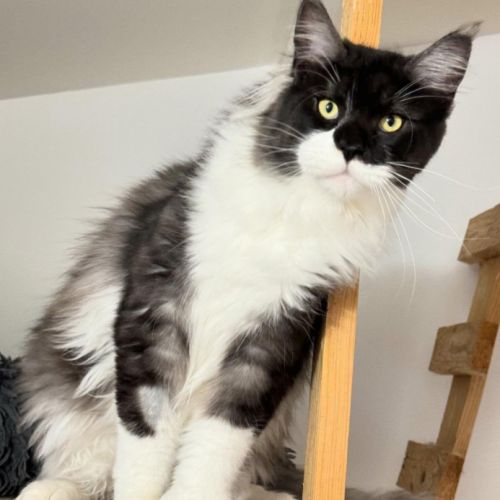 Chatons maine coon loof #4