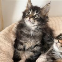 Chatons maine coon loof #1