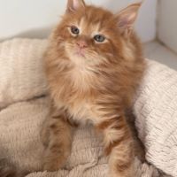 Chatons maine coon loof