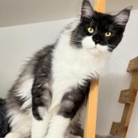 Chatons maine coon loof #4