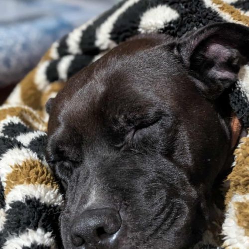 Paty, une créole en normandie #4