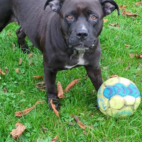 Paty, une créole en normandie