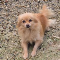 Femelle spitz adulte