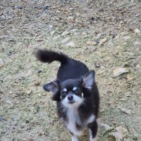 Femelle chihuahua adulte