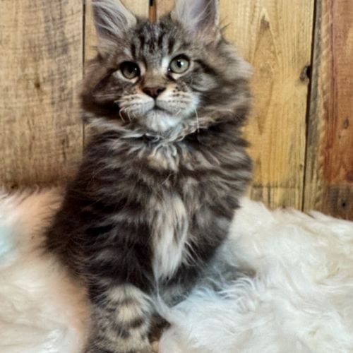Chatons maine coon loof #0