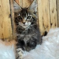 Chatons maine coon loof #1