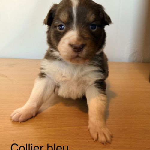 Chiots berger australien lof #1