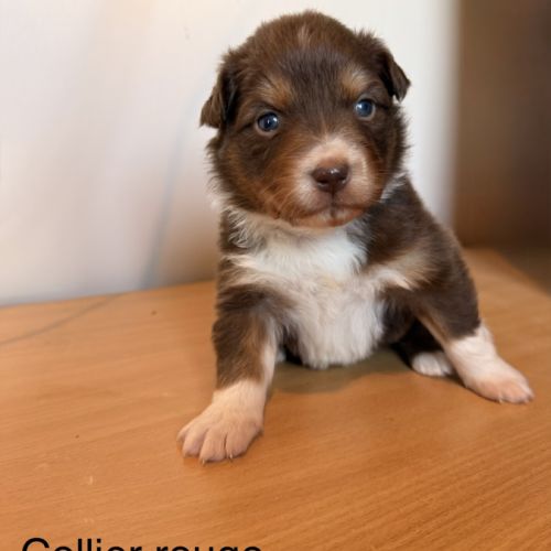 Chiots berger australien lof #2