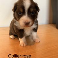 Chiots berger australien lof