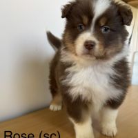 Chiots berger australien lof