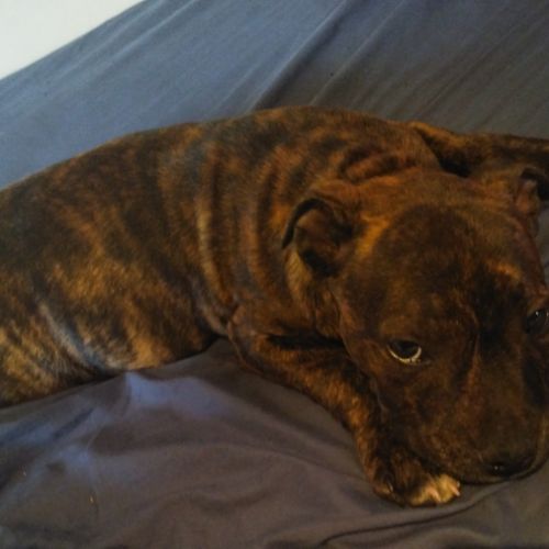 Chiots staffordshire bull terrier #1