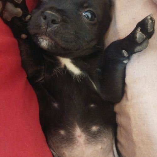 Chiots staffordshire bull terrier #3