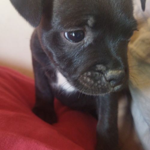 Chiots staffordshire bull terrier #0