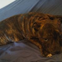 Chiots staffordshire bull terrier #1