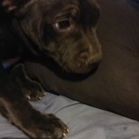 Chiots staffordshire bull terrier #2