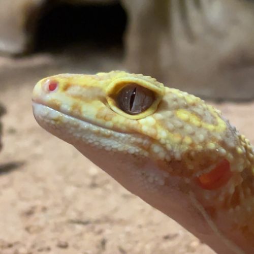 Recherche gecko léopard #0