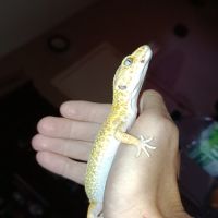 Recherche gecko léopard #1