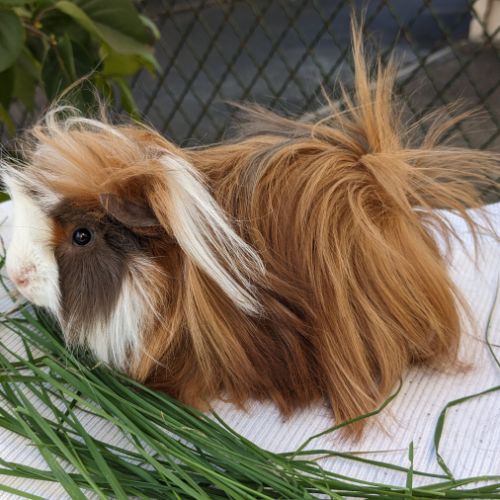 Bb cochons d'inde péruviens mâles #2