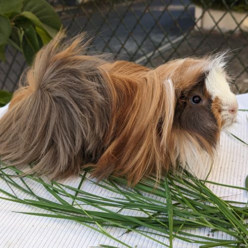 Bb cochons d'inde péruviens mâles #3